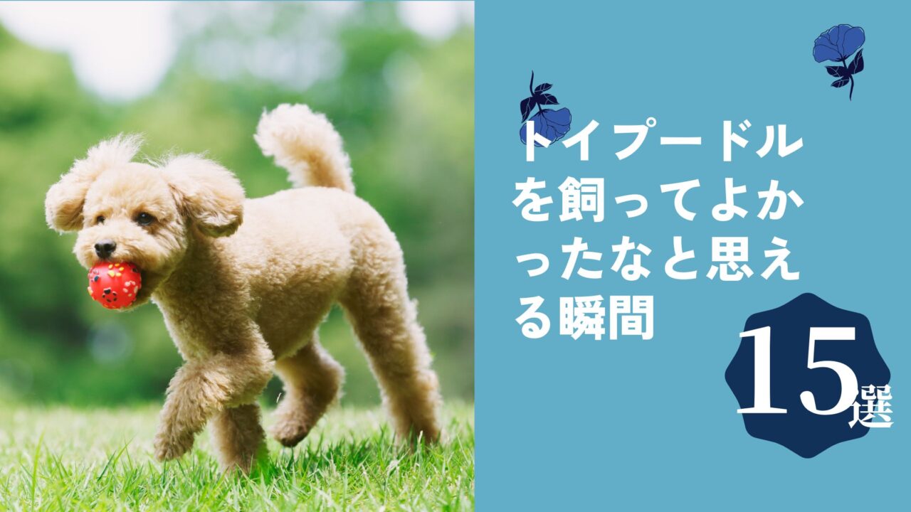 トイプードル 飼ってよかった