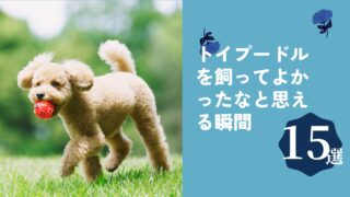 トイプードル 飼ってよかった