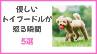 犬の雑学